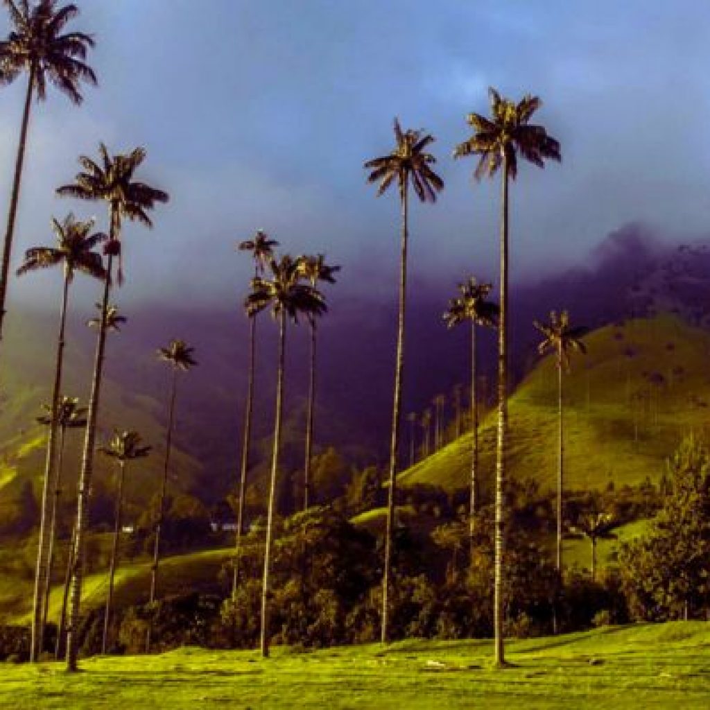 turismo-eje-cafetero-valle-del-cocora2