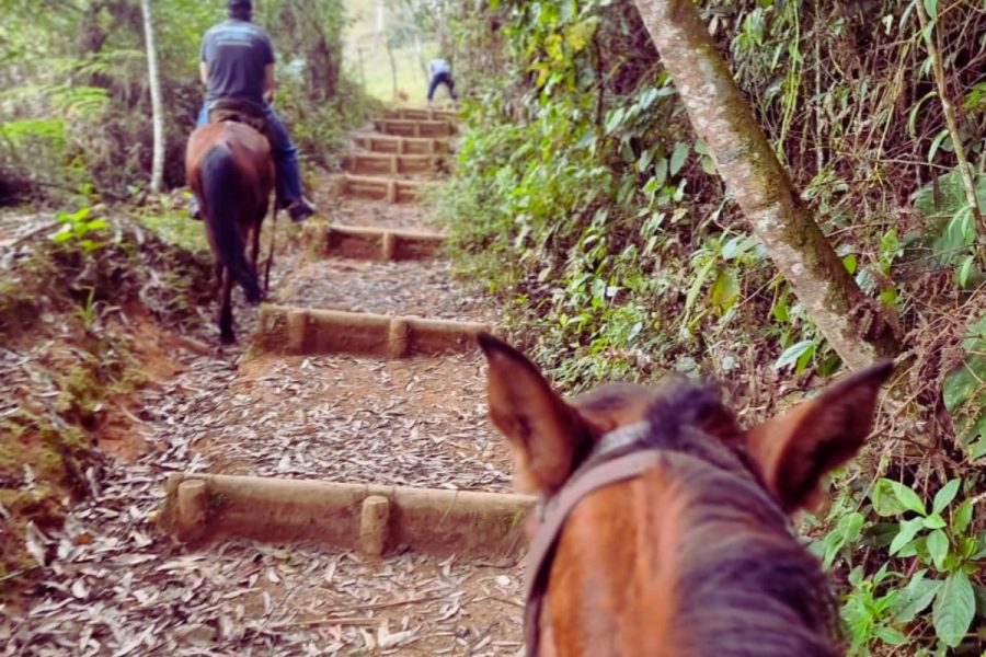 cabalgata-en-medellin3